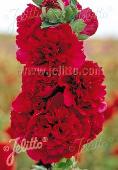 Alcea   rosea plena  'Chaters Red'